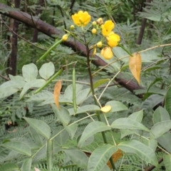 Senna septemtrionalis at Moollattoo, NSW - 19 Feb 2024