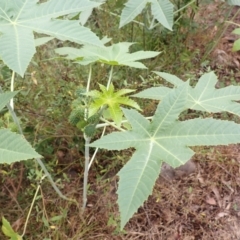 Ricinus communis (Castor Oil Plant) at Moollattoo, NSW - 19 Feb 2024 by plants