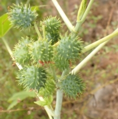 Ricinus communis at Moollattoo, NSW - 19 Feb 2024