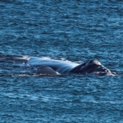 Megaptera novaeangliae at Slade Point, QLD - 11 Jul 2021 by Petesteamer