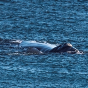 Eubalaena australis at Slade Point, QLD - 12 Jul 2021