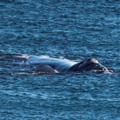 Eubalaena australis (Southern Right Whale) at Slade Point, QLD - 12 Jul 2021 by Petesteamer