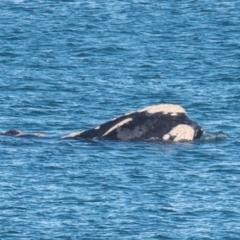 Eubalaena australis at Slade Point, QLD - 12 Jul 2021 09:55 AM