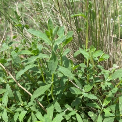 Atriplex semibaccata (Creeping Saltbush) at Black Flat at Corrowong - 11 Dec 2023 by MelitaMilner