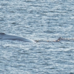 Megaptera novaeangliae (Humpback Whale) at Slade Point, QLD - 17 Aug 2020 by Petesteamer