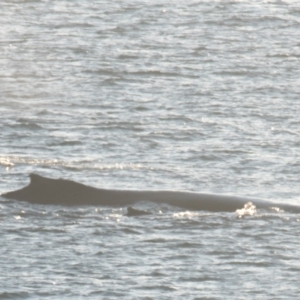 Megaptera novaeangliae at Slade Point, QLD - 17 Aug 2020 09:29 AM