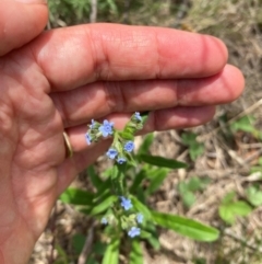 Cynoglossum australe (Australian Forget-me-not) at Black Flat at Corrowong - 11 Dec 2023 by MelitaMilner