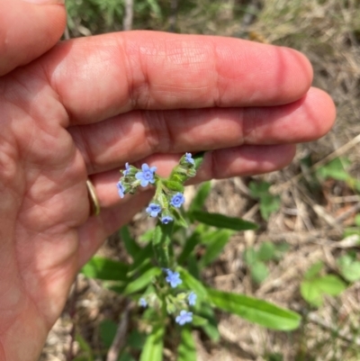 Cynoglossum australe (Australian Forget-me-not) at Corrowong, NSW - 11 Dec 2023 by MelitaMilner