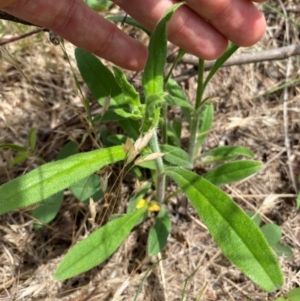 Cynoglossum australe at Black Flat at Corrowong - 11 Dec 2023 01:05 PM