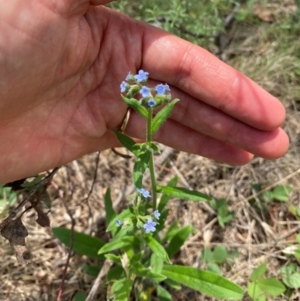 Cynoglossum australe at Black Flat at Corrowong - 11 Dec 2023 01:05 PM