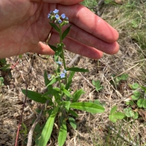 Cynoglossum australe at Black Flat at Corrowong - 11 Dec 2023