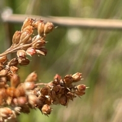 Juncus alexandri subsp. alexandri at Mt Holland - 19 Feb 2024 by JaneR