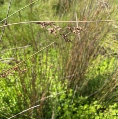 Juncus alexandri subsp. alexandri at Mt Holland - 19 Feb 2024 11:22 AM