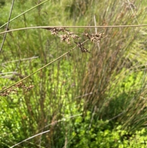 Juncus alexandri subsp. alexandri at Mt Holland - 19 Feb 2024