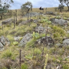 Cymbopogon refractus (Barbed-wire Grass) at Corrowong, NSW - 14 Feb 2024 by BlackFlat