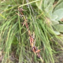 Cymbopogon refractus at Black Flat at Corrowong - 14 Feb 2024 12:17 PM