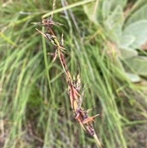 Cymbopogon refractus at Black Flat at Corrowong - 14 Feb 2024