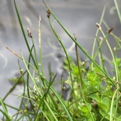 Eleocharis pusilla (Small Spike-rush) at Mt Holland - 19 Feb 2024 by JaneR