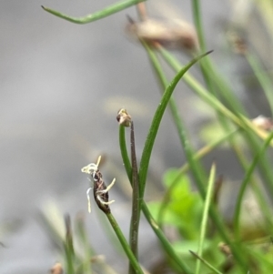 Eleocharis pusilla at Mt Holland - 19 Feb 2024