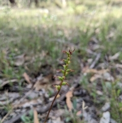 Corunastylis clivicola (Rufous midge orchid) at Bango, NSW - 20 Feb 2024 by MattM