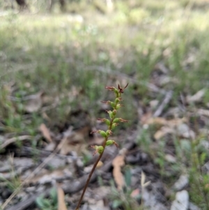 Corunastylis clivicola at Bango Nature Reserve - suppressed