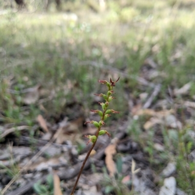 Corunastylis clivicola (Rufous midge orchid) at Bango Nature Reserve - 20 Feb 2024 by MattM