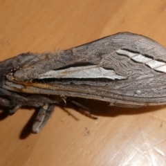 Abantiades magnificus (Magnificent Ghost Moth) at Charleys Forest, NSW - 17 Feb 2024 by arjay