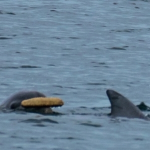 Tursiops truncatus at Port Lincoln, SA - 22 May 2018