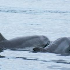 Tursiops truncatus at Port Lincoln, SA - 22 May 2018 02:32 PM