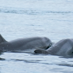 Tursiops truncatus at Port Lincoln, SA - 22 May 2018