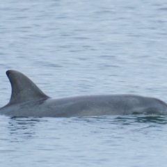 Tursiops truncatus at Port Lincoln, SA - 22 May 2018 02:32 PM