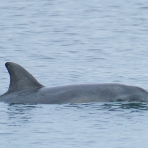 Tursiops truncatus at Port Lincoln, SA - 22 May 2018