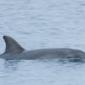 Tursiops truncatus at Port Lincoln, SA - 22 May 2018 02:32 PM