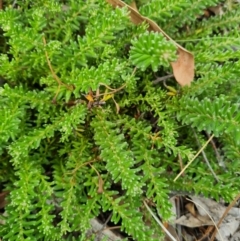 Grevillea lanigera (Woolly Grevillea) at Chifley, ACT - 18 Feb 2024 by WalkYonder