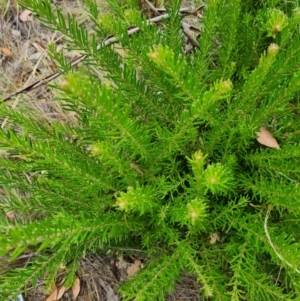 Grevillea lanigera at Mount Taylor - 19 Feb 2024