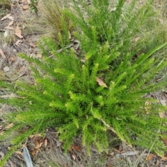 Grevillea lanigera at Mount Taylor - 19 Feb 2024