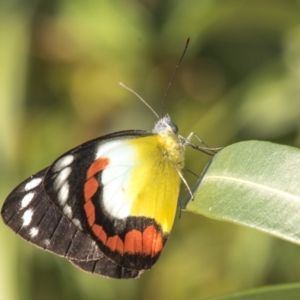 Delias mysis at Slade Point, QLD - 12 Jul 2020 10:46 AM