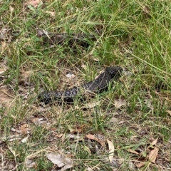 Tiliqua rugosa (Shingleback Lizard) at Hall, ACT - 20 Feb 2024 by Rosie