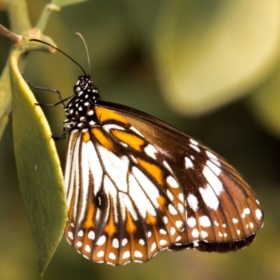 Danaus affinis (Marsh Tiger / Swamp Tiger) at Slade Point, QLD - 11 Jul 2020 by Petesteamer