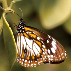 Hypolimnas misippus at Slade Point, QLD - 11 Jul 2020 by Petesteamer