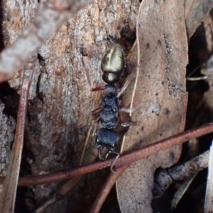 Myrmecia fulvipes at Murrumbateman, NSW - 20 Feb 2024 04:45 PM