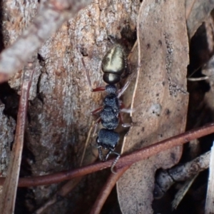Myrmecia fulvipes at Murrumbateman, NSW - 20 Feb 2024