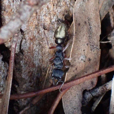 Myrmecia fulvipes (Red-legged Toothless bull ant) at Murrumbateman, NSW - 20 Feb 2024 by SimoneC