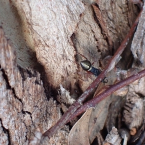 Myrmecia fulvipes at Murrumbateman, NSW - 20 Feb 2024