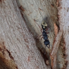 Myrmecia fulvipes at Murrumbateman, NSW - 20 Feb 2024 04:45 PM