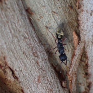 Myrmecia fulvipes at Murrumbateman, NSW - 20 Feb 2024