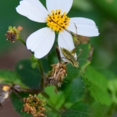Tettigoniidae (family) at Slade Point, QLD - 22 Jun 2015 01:23 PM