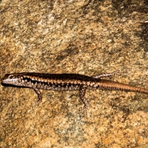 Concinnia brachysoma at suppressed - suppressed