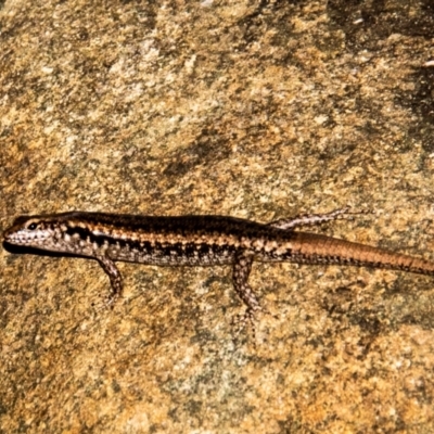 Pseudemoia sp (genus) at Slade Point, QLD - 27 Feb 2023 by Petesteamer