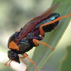 Perga sp. (genus) (Sawfly or Spitfire) at Murrumbateman, NSW - 20 Feb 2024 by SimoneC